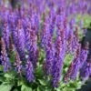 Salvia Nemorosa 'Marcus' Meadow Sage -NatureNest Gardens Store Salvia Marcus 2