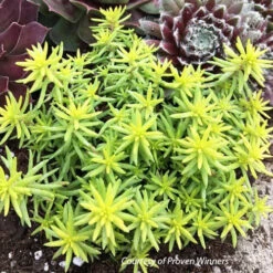 Sedum Rupestre Angelina's Teacup Stonecrop