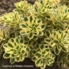 Sedum Takesimense Atlantis Stonecrop 1 Sedum Takesimense Atlantis Stonecrop -NatureNest Gardens Store Sedum Atlantis Stonecrop