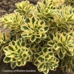 Sedum Takesimense Atlantis Stonecrop