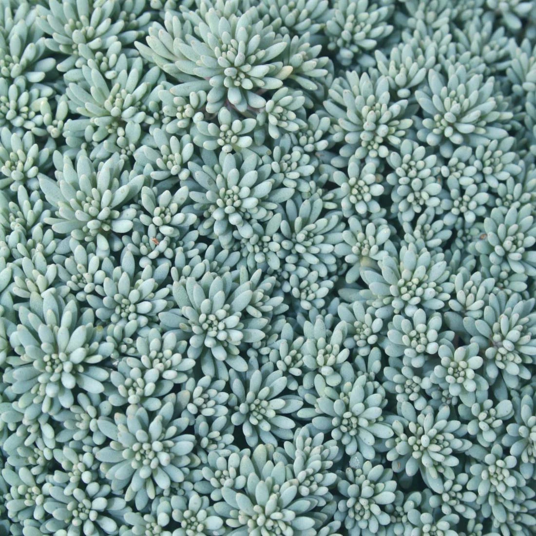 Sedum Blue Carpet 3 Sedum Blue Carpet