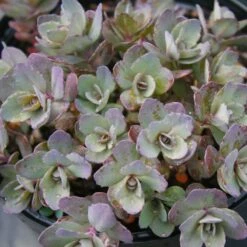 Sedum Dazzleberry -NatureNest Gardens Store Sedum Dazzleberry Stonecrop Sun Sparkler