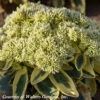 Sedum Spectabile Frosted Fire Stonecrop 1 Sedum Spectabile Frosted Fire Stonecrop -NatureNest Gardens Store Sedum Frosted Fire