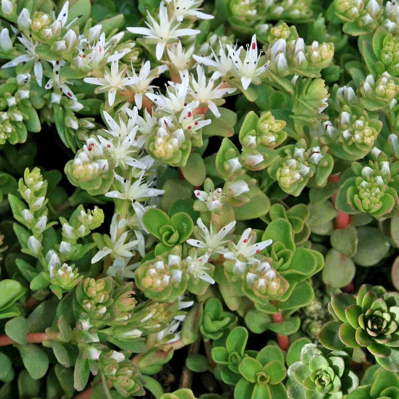 Sedum Ternatum Woodland Stonecrop 3 Sedum Ternatum Woodland Stonecrop