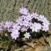 Hepatica Acutiloba Sharp Lobed Hepatica 2 Hepatica Acutiloba Sharp Lobed Hepatica -NatureNest Gardens Store Sharp Lobed Hepatica Liverleaf 2