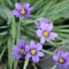 Sisyrinchium Angustifolium 'Lucerne' Blue-Eyed Grass 1 Sisyrinchium Angustifolium 'Lucerne' Blue-Eyed Grass -NatureNest Gardens Store Sisyrinchium Lucerne