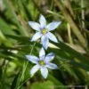 Sisyrinchium Angustifolium Suwannee Blue-eyed Grass -NatureNest Gardens Store Sisyrinchium angustifolium Blue Eyed Grass