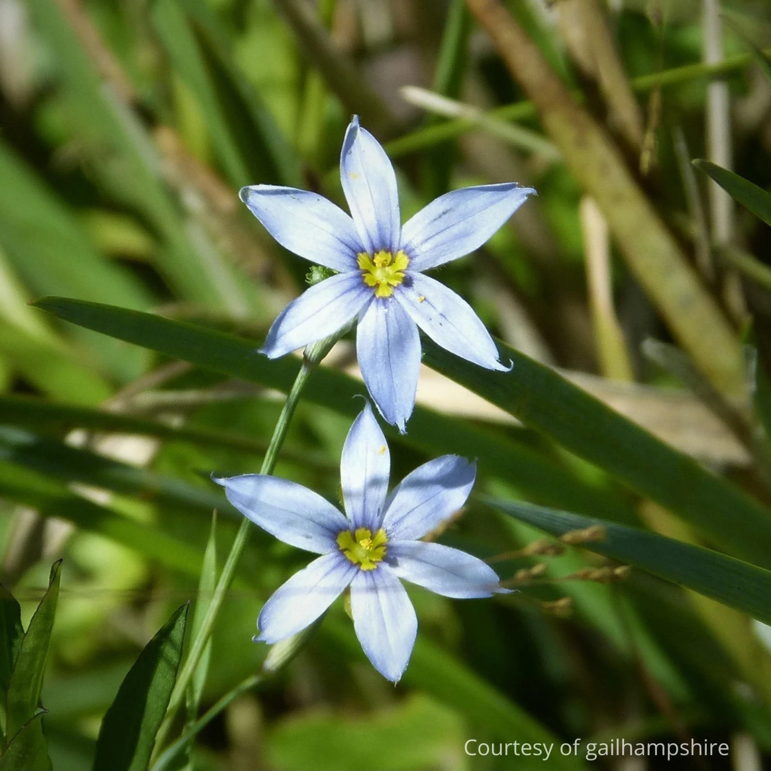 Sisyrinchium Angustifolium Suwannee Blue-eyed Grass 3 Sisyrinchium Angustifolium Suwannee Blue-eyed Grass
