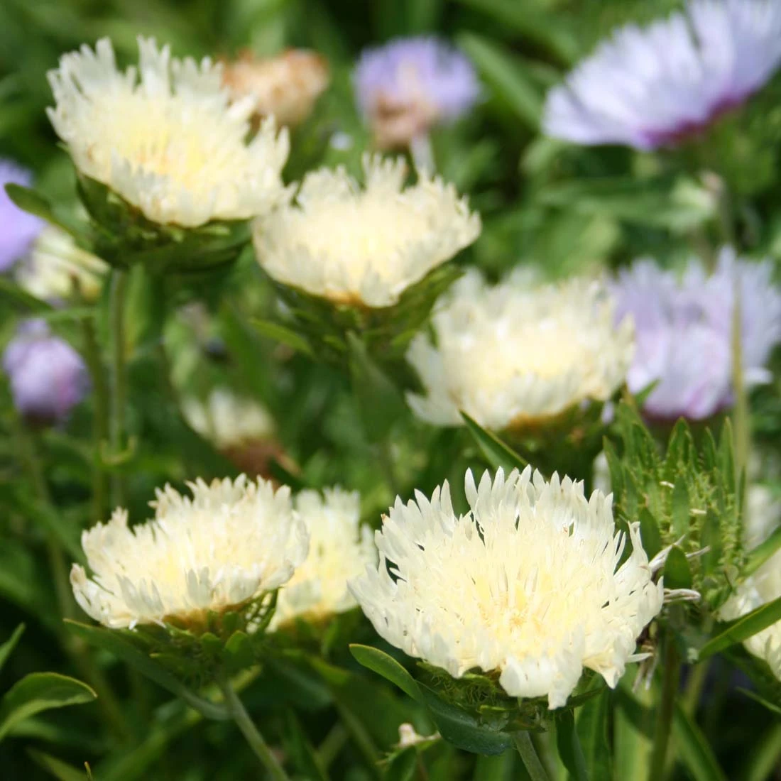 Stokesia Laevis 'Mary Gregory' Stoke's Aster 3 Stokesia Laevis 'Mary Gregory' Stoke's Aster