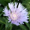 Stokesia Laevis Stoke's Aster -NatureNest Gardens Store Stokesia laevis