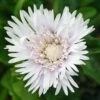Stokesia Laevis 'Divinity' Stoke's Aster 1 Stokesia Laevis 'Divinity' Stoke's Aster -NatureNest Gardens Store Stokesia laevis Divinity