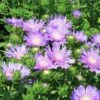 Stokesia Laevis 'Peachie's Pick' -NatureNest Gardens Store Stokesia laevis Peachies Pick