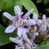 Tricyrtis Hirta 'Moonlight' Toadlily