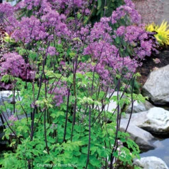 Thalictrum Aquilegifolium Black Stockings Meadow Rue