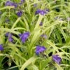 Tradescantia X 'Sweet Kate' Spiderwort/Widow's Tears -NatureNest Gardens Store Tradescantia Sweet Kate Spiderwort Widows Tears