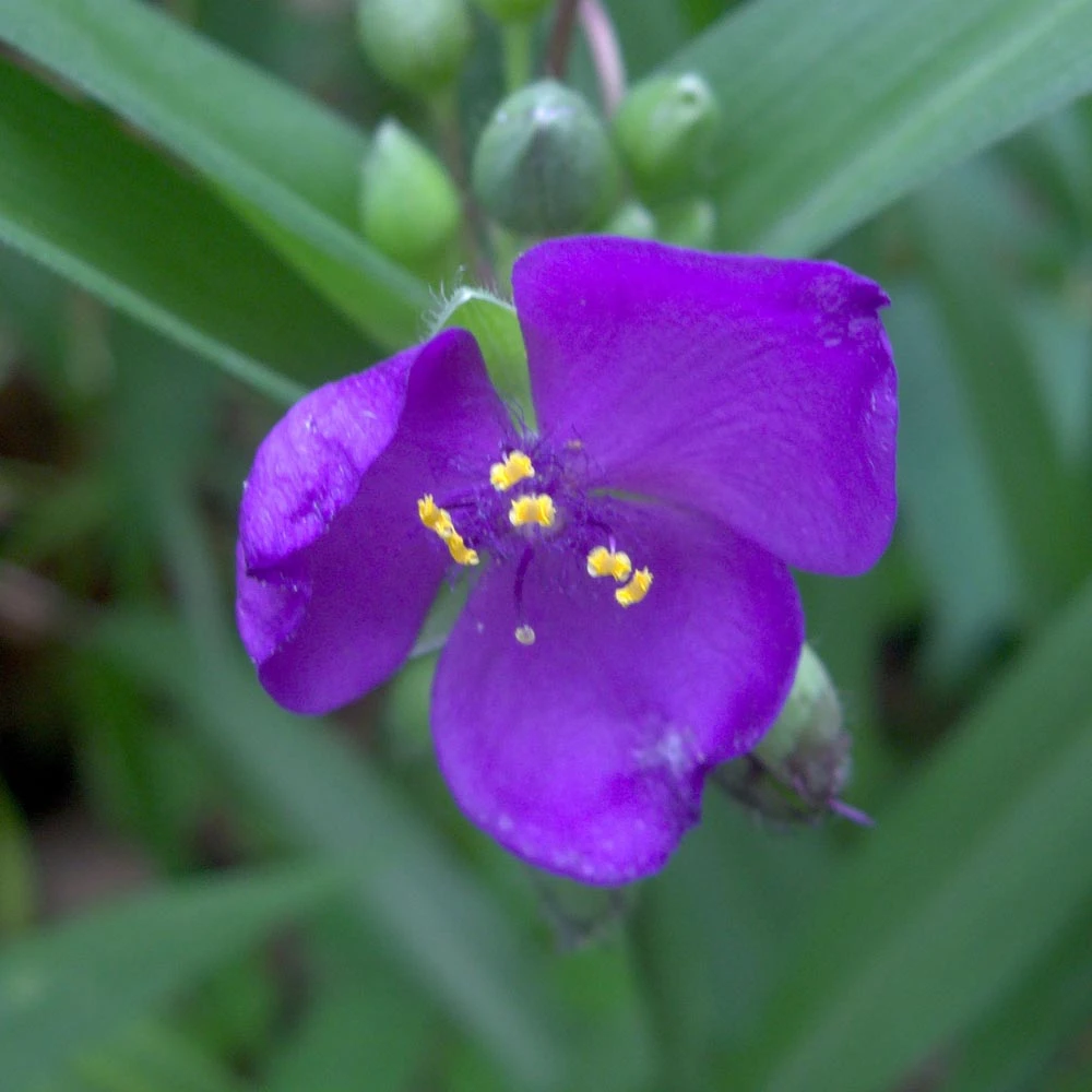 Tradescantia Virginiana