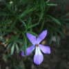 Viola Pedata Bird's Foot Violet 1 Viola Pedata Bird's Foot Violet -NatureNest Gardens Store VLA PEDATA EZ