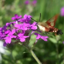 Verbena Canadensis 'Homestead Purple' Vervain 7 Verbena Canadensis 'Homestead Purple' Vervain -NatureNest Gardens Store VRB HomesteadPurple moth CW