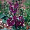 Verbascum Violetta -NatureNest Gardens Store Verbascum Violetta Mullein