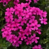 Verbena Canadensis Homestead Hot Pink Vervain 1 Verbena Canadensis Homestead Hot Pink Vervain -NatureNest Gardens Store Verbena Homestead Hot Pink