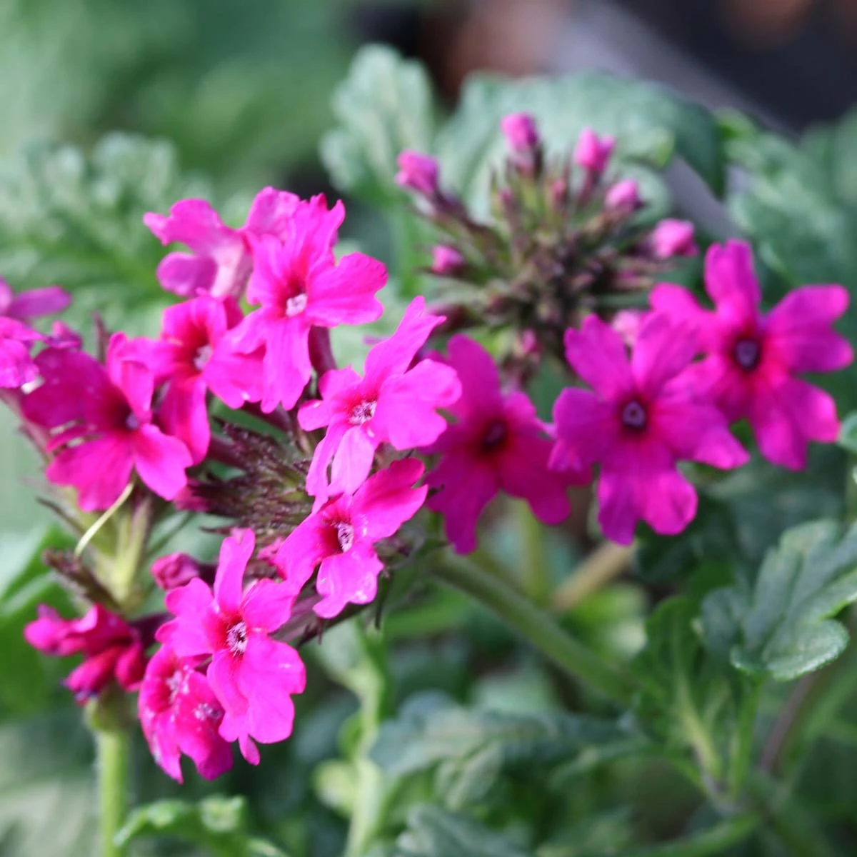Verbena Canadensis Homestead Hot Pink Vervain 4 Verbena Canadensis Homestead Hot Pink Vervain - Image 2