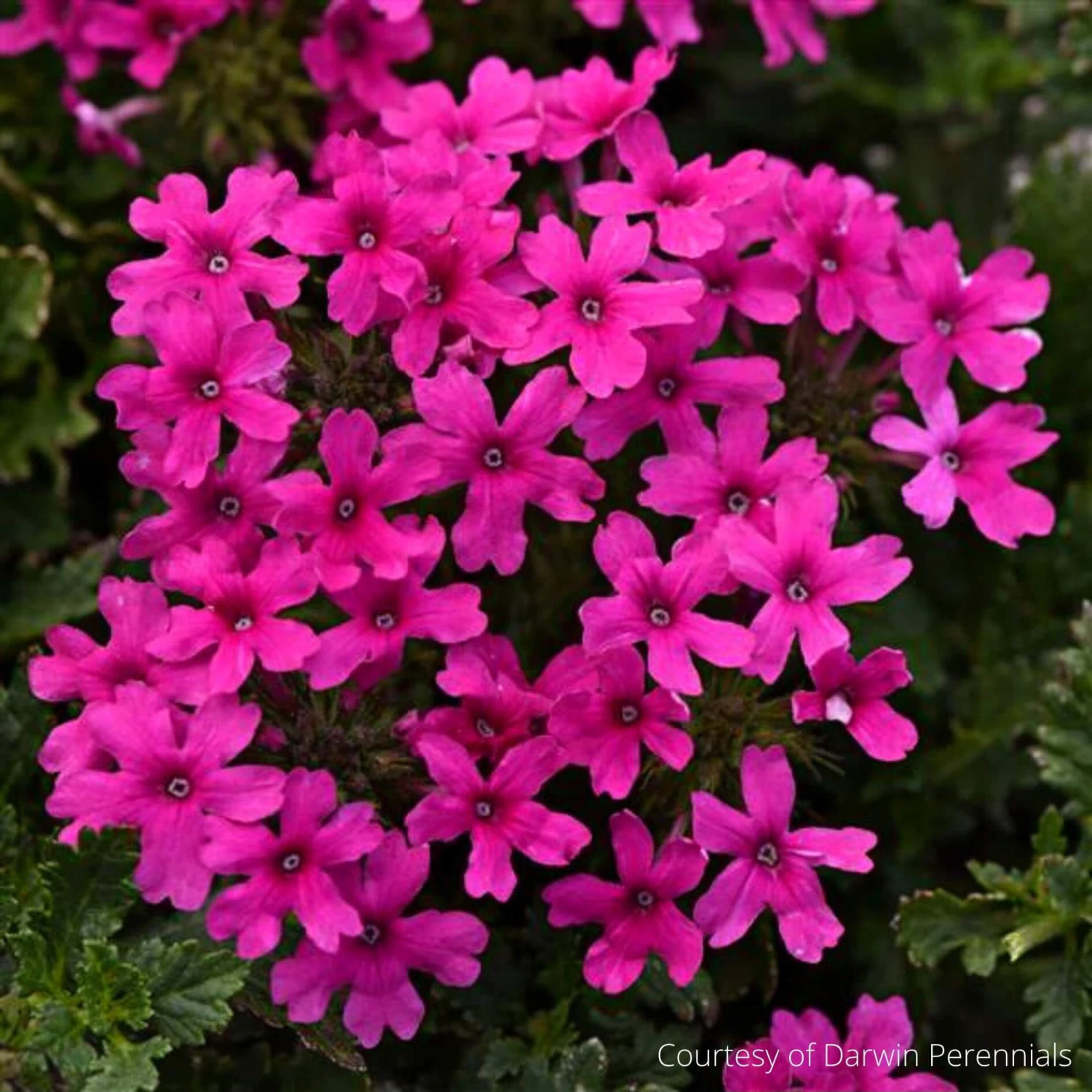 Verbena Canadensis Homestead Hot Pink Vervain 3 Verbena Canadensis Homestead Hot Pink Vervain