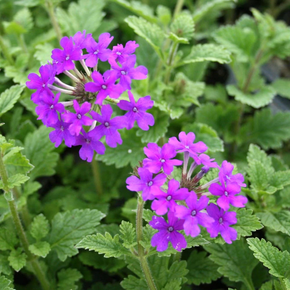 Verbena Canadensis 'Homestead Purple' Vervain 4 Verbena Canadensis 'Homestead Purple' Vervain - Image 2