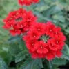 Verbena Canadensis 'Homestead Red' Vervain -NatureNest Gardens Store Verbena canadensis Homestead Red