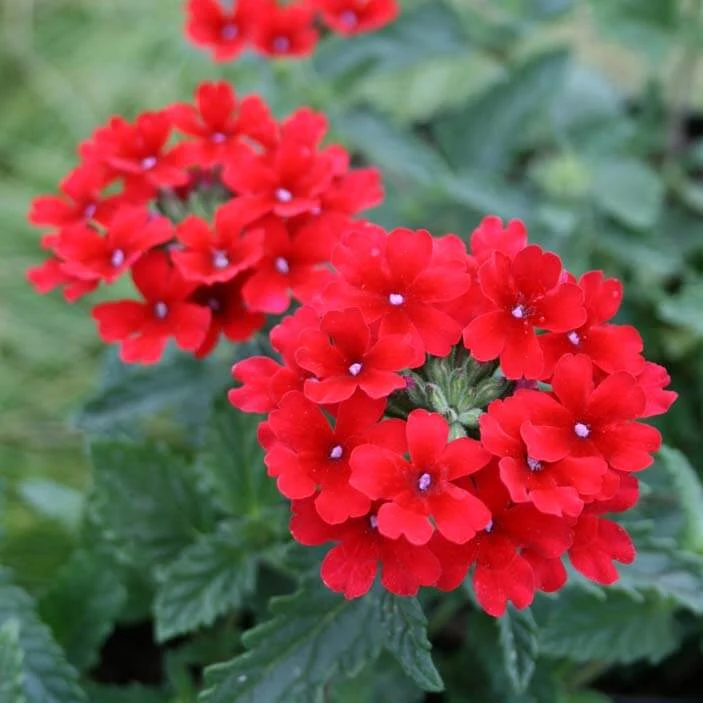 Verbena Canadensis 'Homestead Red' Vervain 3 Verbena Canadensis 'Homestead Red' Vervain