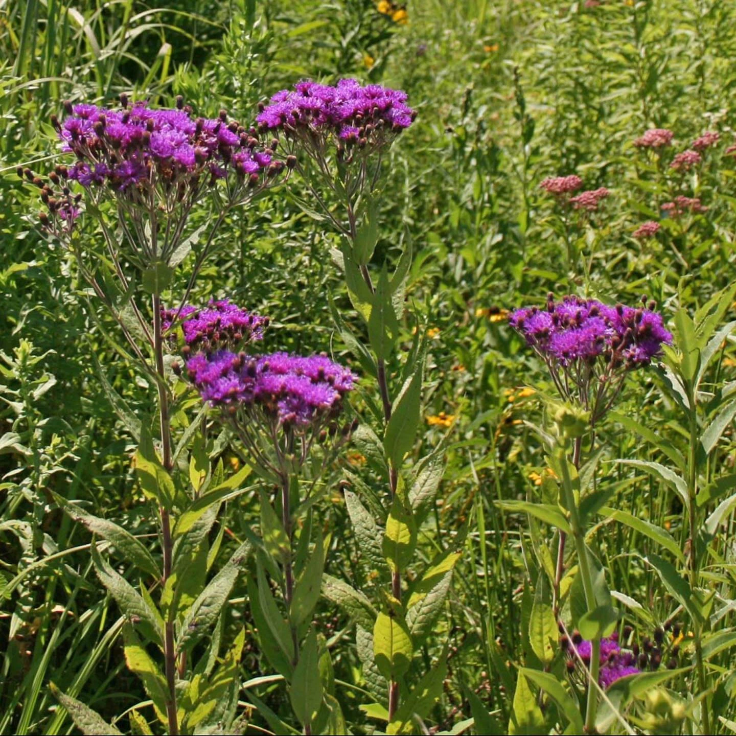 Vernonia Noveboracensis Ironweed 3 Vernonia Noveboracensis Ironweed