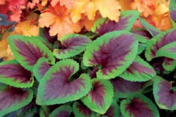 Viola X Koreana 'Heartthrob' Violet