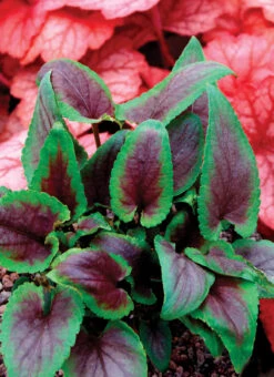 Viola X Koreana 'Heartthrob' Violet -NatureNest Gardens Store Viola Heartthrob 3