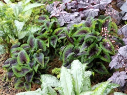 Viola X Koreana 'Heartthrob' Violet -NatureNest Gardens Store Viola Heartthrob 5