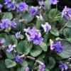 Viola Walteri 'Silver Gem' Violet -NatureNest Gardens Store Viola Silver Gem Violet