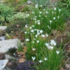 Zephyranthes Candida Rain Lily