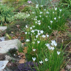Zephyranthes Candida Rain Lily