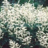 Aruncus 'Noble Spirit' Goat's Beard -NatureNest Gardens Store aa944q