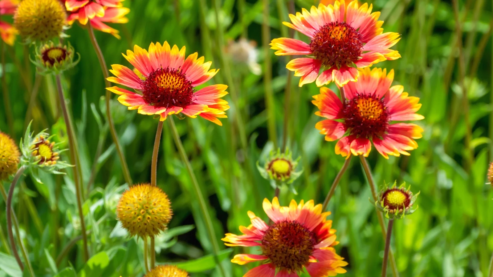 NatureNest Gardens Store -NatureNest Gardens Store drought friendly pollinator plants