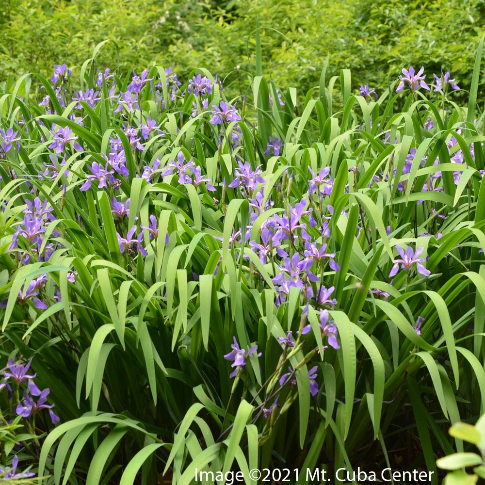 Iris Versicolor 'Purple Flame' Blue Flag 3 Iris Versicolor 'Purple Flame' Blue Flag - Image 2